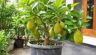 Trik Mengerdilkan Pohon Nangka Mini Agar Rajin Berbuah di Pot Ember Bekas, Cocok untuk Teras Rumah Sempit