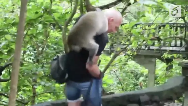 Kejadian kurang menyenangkan menimpa seorang turis yang sedang liburan ke Ubud, Bali. Tangannya tiba-tiba digigit oleh seekor monyet.
