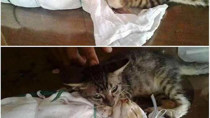 [Bintang] hewan meratapi kematian temannya