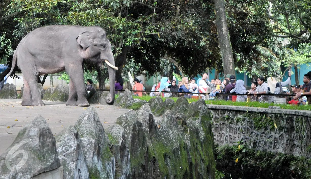 Warga melihat hewan gajah di Taman Margasatwa Ragunan, Jakarta Selatan, Selasa (28/3). Umumnya pengunjung memadati kandang binatang seperti gajah dan rusa. Ada pula yang cuma menggelar alas untuk makan bersama keluarga. (Liputan6.com/Yoppy Renato)