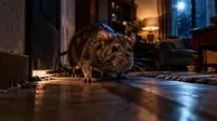 Ciri Rumah Diserbu Tikus, Segera Pasang Perangkap Jika Menemukan Hal Ini