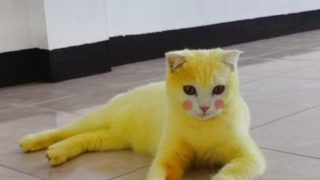 Wanita Thailand Ini Ubah Warna Kucingnya Jadi Kuning