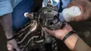 Dokter hewan Eduardo Sacasa dan penjaga Kebun Binatang Nasional memberi makan tapir berumur satu tahun bernama "Milagro" di Masaya, Nikaragua, pada 10 Desember 2020. Tapir adalah salah satu mamalia yang terancam punah di Nikaragua akibat degrasi habitatnya. (Inti OCON / AFP)