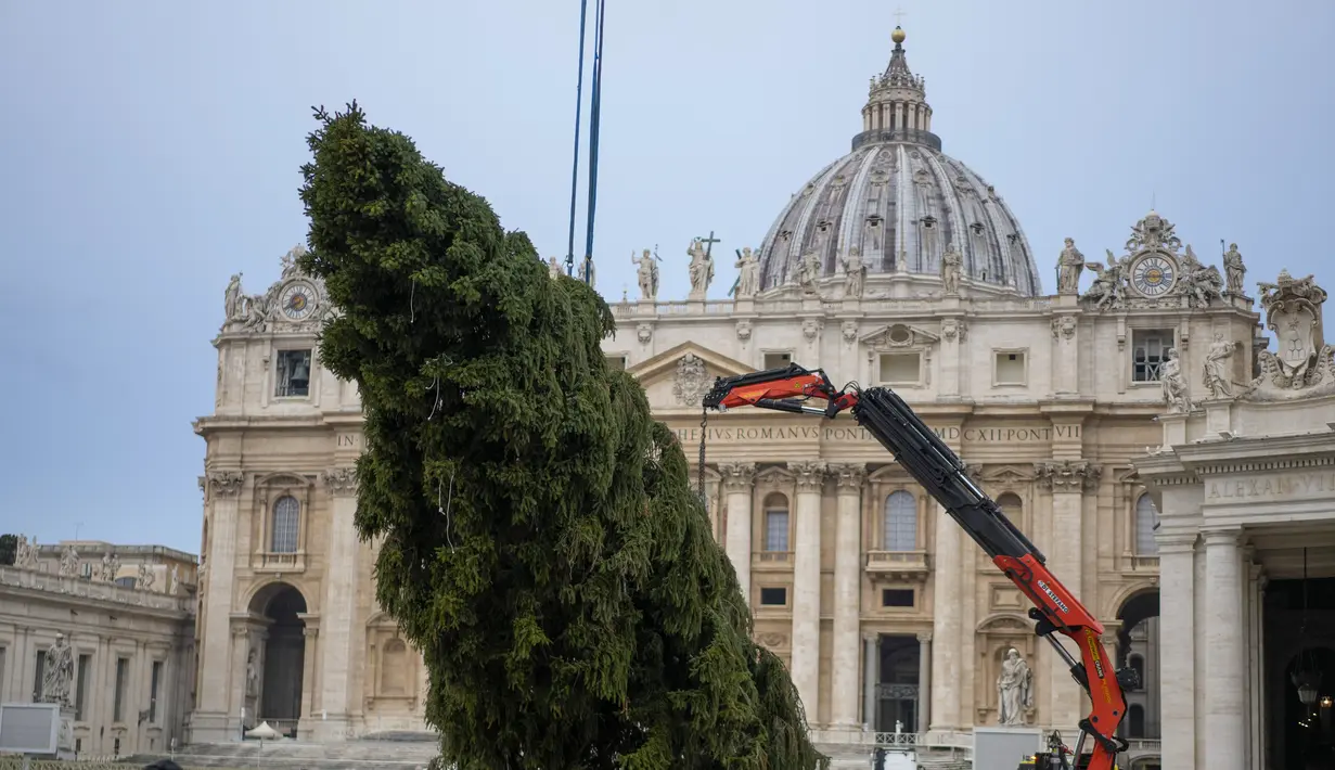 Sebuah derek mengangkat pohon cemara berusia 113 tahun dan setinggi 28 meter di Lapangan Santo Petrus, untuk dijadikan pohon Natal, di Vatikan, Selasa (23/11/2021). Hadiah dari kota Andalo di timur laut Italia itu akan menyala pada 10 Desember mendatang. (AP Photo/Andrew Medichini)