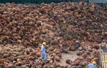 Kementan Buka Beasiswa untuk 3000 Orang di Bidang Kelapa Sawit