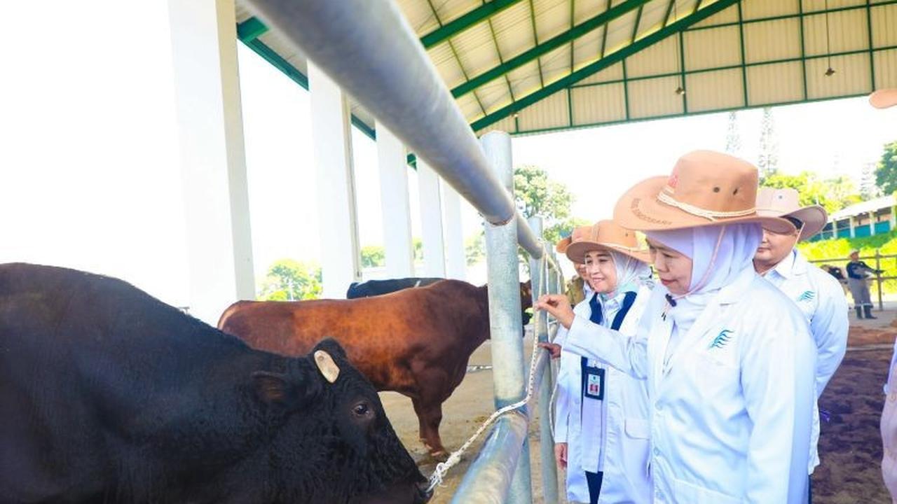 Khofifah Harap Semen Beku Belgian Blue BBIB Singosari Percepat Swasembada Daging