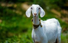 Tips Memilih Kambing Kurban Sesuai Syariat Islam, Perlu Diketahui