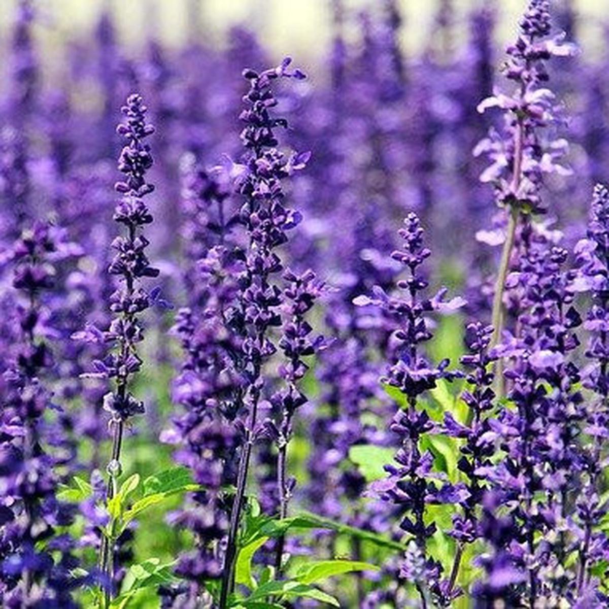Ilustrasi Lavender