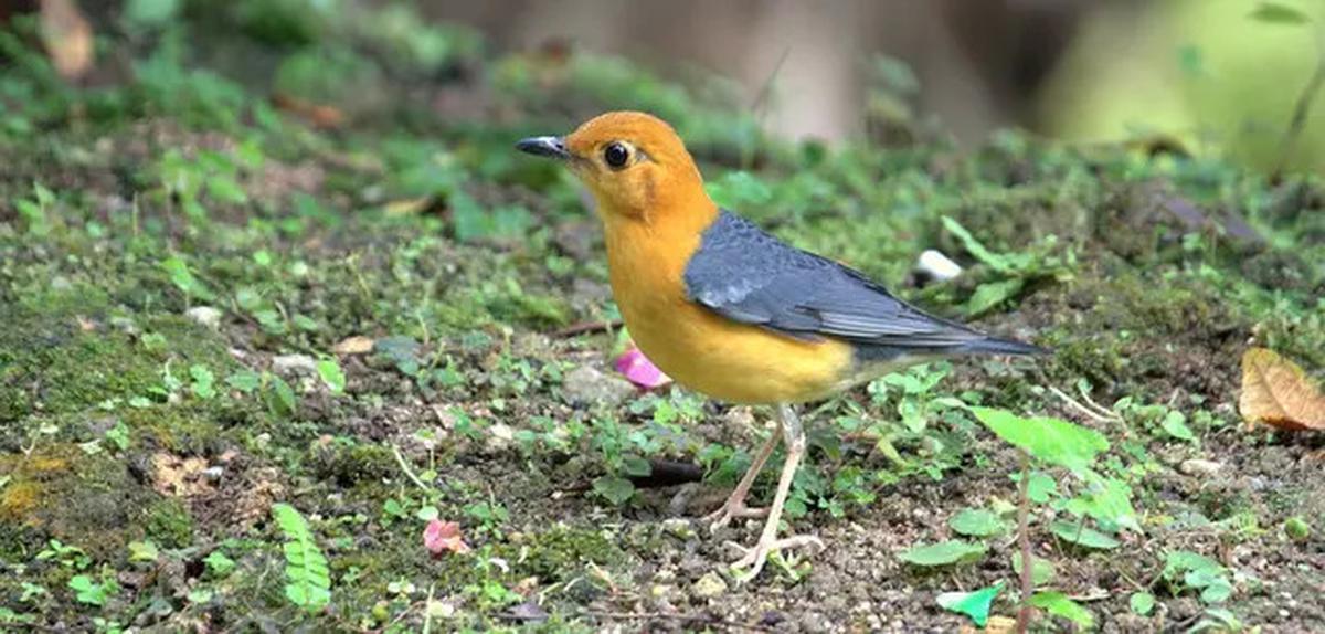 Ini Penyebab Burung Jenis Tertentu Punya Suara Lebih Lantang