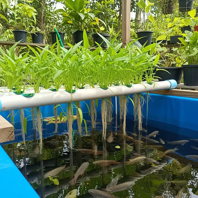 Menanam Kangkung Menggunakan Air Kolam Ikan (AI Generated)
