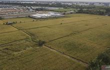 Sawah Abadi: Menjaga Fondasi Ketahanan Pangan Nasional untuk Generasi Mendatang