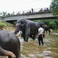 Gajah-gajah Sumatera dimandikan oleh pawang mereka di sungai di Koridor Satwa Trumon, Kawasan Ekosistem Leuser, Aceh Selatan pada 15 April 2019. Gajah merupakan hewan mamalia darat terbesar yang masih hidup sampai saat ini. (CHAIDEER MAHYUDDIN / AFP)