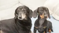 Anjing Kloning Pertama Inggris Dipertemukan dengan Kembarannya