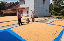 Polres Garut Sukses Dukung Swasembada Pangan, Hasil Panen Jagung Capai 326 Ton