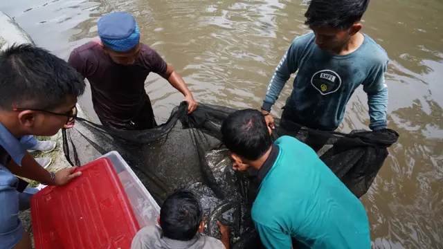 Ikan jurung