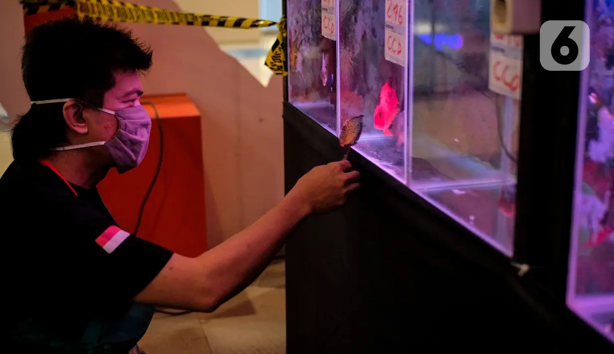 Seorang pengunjung mengamati ikan Louhan saat kontes ikan di Mal Tangcity, Kota Tangerang, Kamis (24/9/2020). Sebanyak 300 ikan Louhan berbagai ukuran dari Jabodetabek, Surabaya, Bandung, Sumetera, Kalimantan diikutsertakan dalam kontes tersebut. (Liputan6.com/Angga Yuniar)
