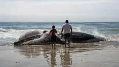 Warga berada di dekat bangkai paus kelabu di Pantai Maria Martha, Baja California, Meksiko (12/9). Bangkai paus dengan kondisi perut tersobek jadi perhatian warga sekitar di lokasi tersebut. (AFP Photo/Guillermo Arias)