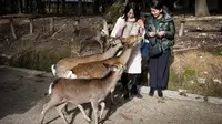 Para wisatawan memberi makan seekor rusa di kota Nara, Jepang pada 7 Desember 2018. Begitu memasuki kawasan ini, pengunjung akan disambut dengan banyak rusa yang berkeliaran bebas. (Behrouz MEHRI / AFP)
