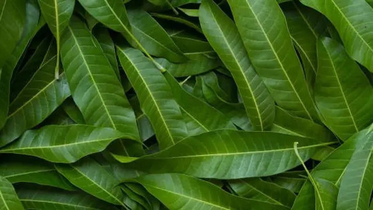 Rekomendasi Daun Herbal di Sekitar Rumah untuk Cegah Gula Darah Naik
