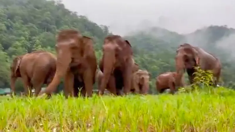 Kelompok Gajah Chana