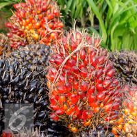 BRIN Gandeng Agrinas Palma Nusantara, Perkuat Riset dan Inovasi Sawit untuk Pengembangan Industri