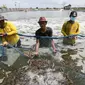 Nelayan saat panen udang di tambak Desa Ketapang, Kabupaten Tangerang (21/01/2022). Program Gerakan Pembangunan Masyarakat Pantai (Gerbang Mapan) bertujuan untuk mempercepat penyediaan infrastruktur dasar pengembangan perekonomian dan wisata masyarakat pesisir.(Liputan6.com/Fery Pradolo)