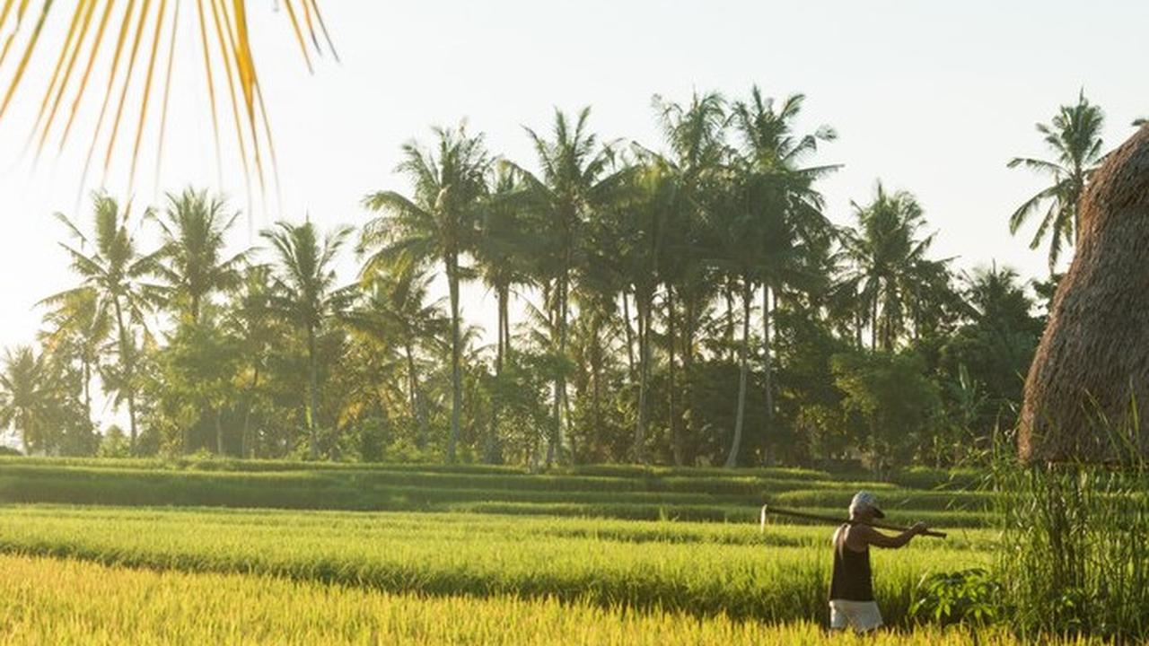 Sawah