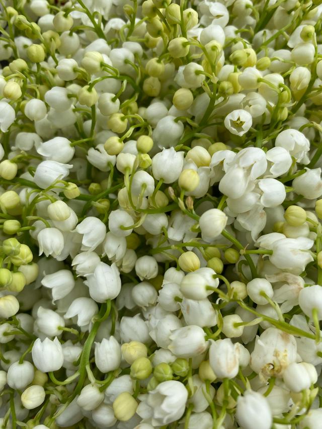 Bunga Lily of the Valley