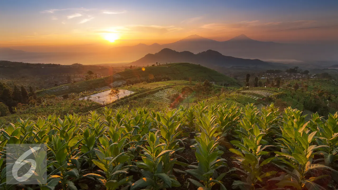 20160308-Ilustrasi-Tembakau-iStockphoto1