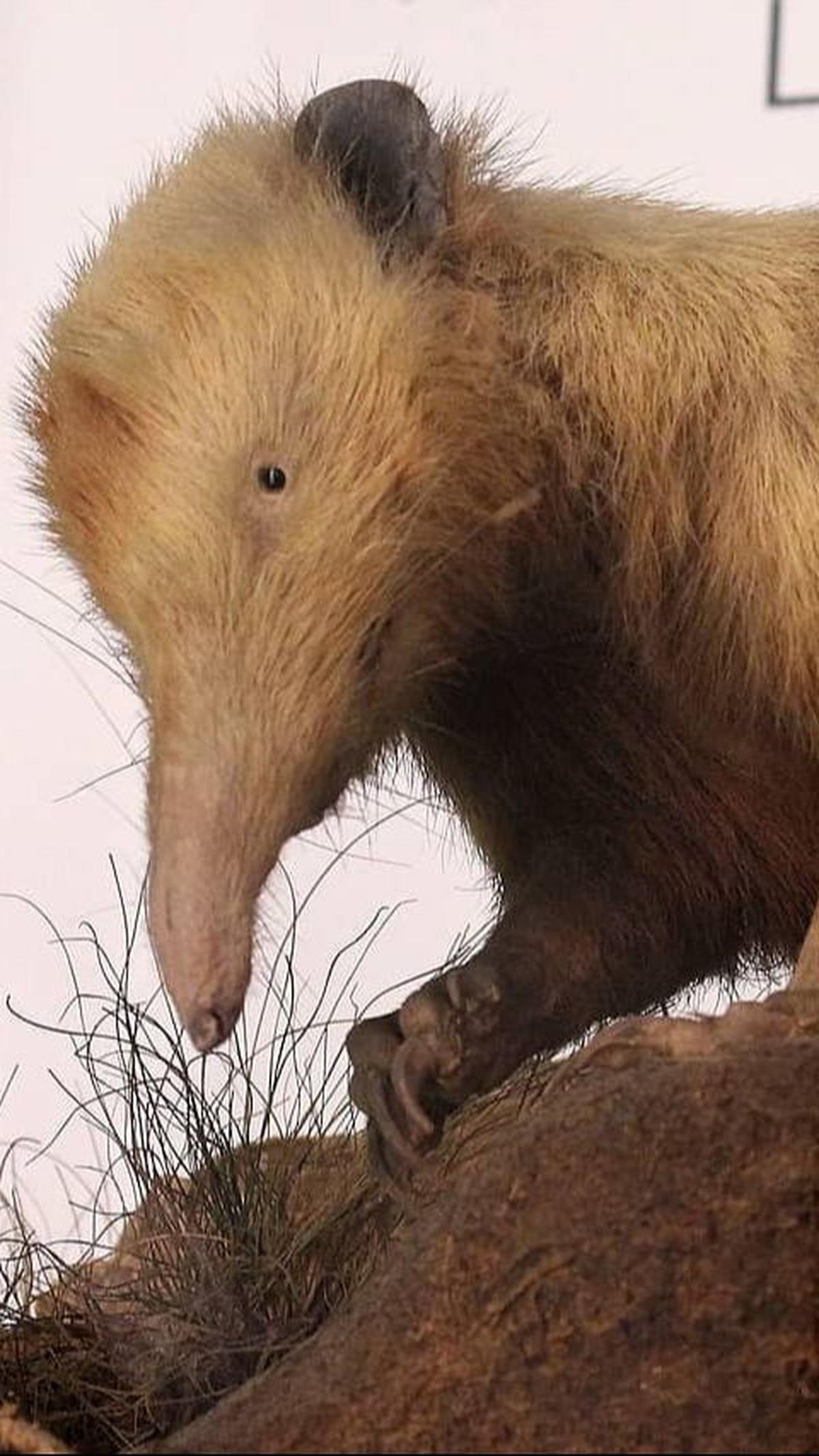 4. Solenodon Kuba<br>