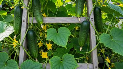 Cara Mengatasi Timun yang Banyak Bunga tetapi Gagal Berbuah, Sebuah Tips untuk Berkebun di Rumah