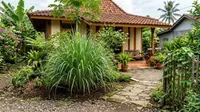 11 Tanaman Pengusir Ular, Aroma Khas Bantu Area Sekitar Rumah Lebih Aman