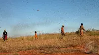 Patani Madagaskar berjalan di area perkebunannya. Ribuan belalang yang terbang diudara terlihat seperti hujan (AFP Photo/Rijasolo).
