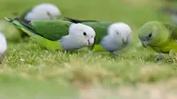 Studi Baru: Air Mata Burung dan Reptil Serupa dengan Manusia