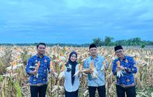 Wujudkan Swasembada Pangan, Pemkab Serang Panen 18 Ton Jagung Hibrida