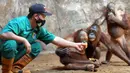 Penjaga kandang memberi makan Orangutan Sumatra (Pongo Abelii) di Taman Margasatwa Ragunan (TMR), Jakarta, Selasa (23/2/2021). Walau masih tutup akibat pendemi COVID-19, pelayanan terhadap satwa di TMR tetap berjalan setiap hari dan sesuai protokol kesehatan. (merdeka.com/Arie Basuki)