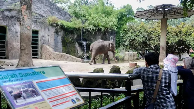 Taman Margasatwa Ragunan Targetkan 80 Ribu Pengunjung di 1 Januari 2025, Siapkan 30 Pintu Masuk hingga Akses Ramah Disabilitas