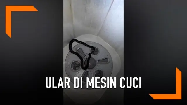 VIDEO: Detik-Detik Ular Ditarik dari Mesin Cuci