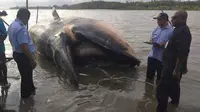 Bangkai Paus Bryde dengan panjang 10 meter ditemukan terdampar di pesisir pantai Kampung Timika Pantai (Istimewa)