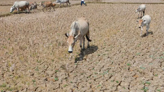 El Nino Perparah Kekeringan Sawah di Jonggol