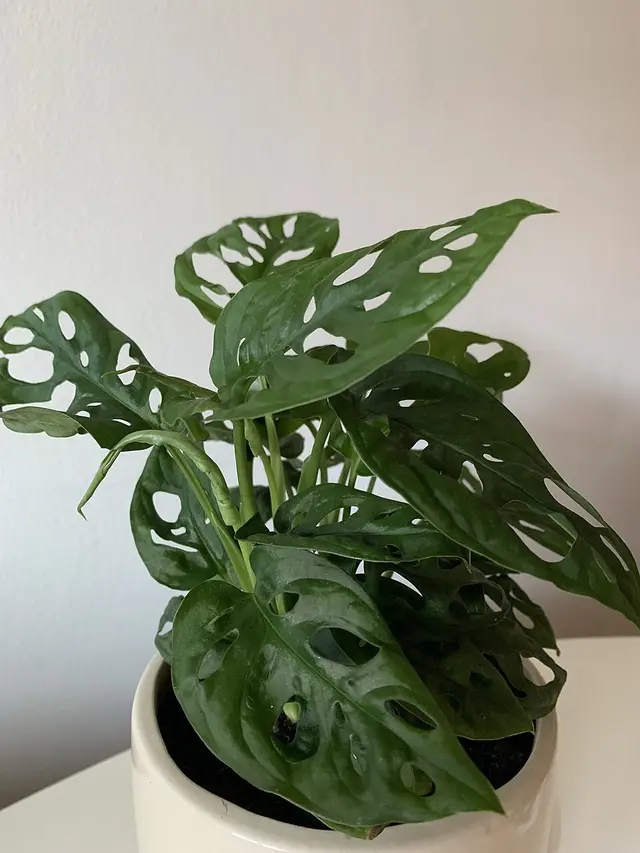 Swiss Cheese Plant (Monstera deliciosa)