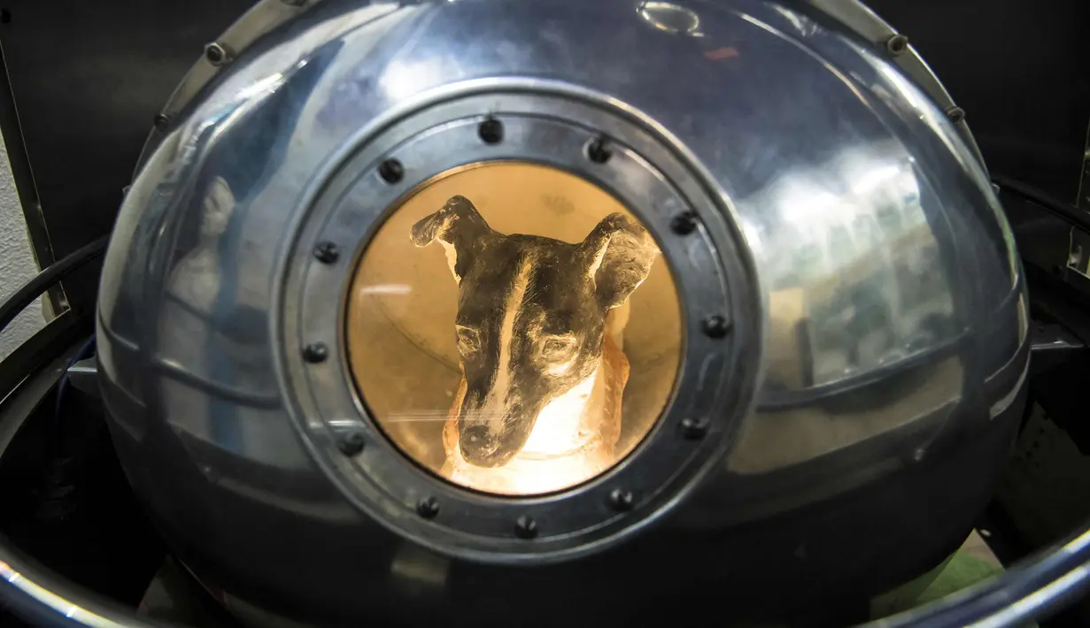 Patung anjing Laika berada di replika Sputnik II untuk eksperimen luar angkasa di Central House of Aviation and Cosmonautics di Moskow pada 1 November 2017. (AFP Photo/Mladen Antonov)