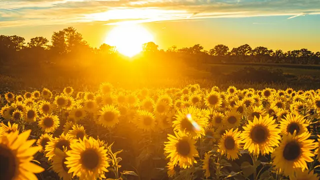 Sunshine