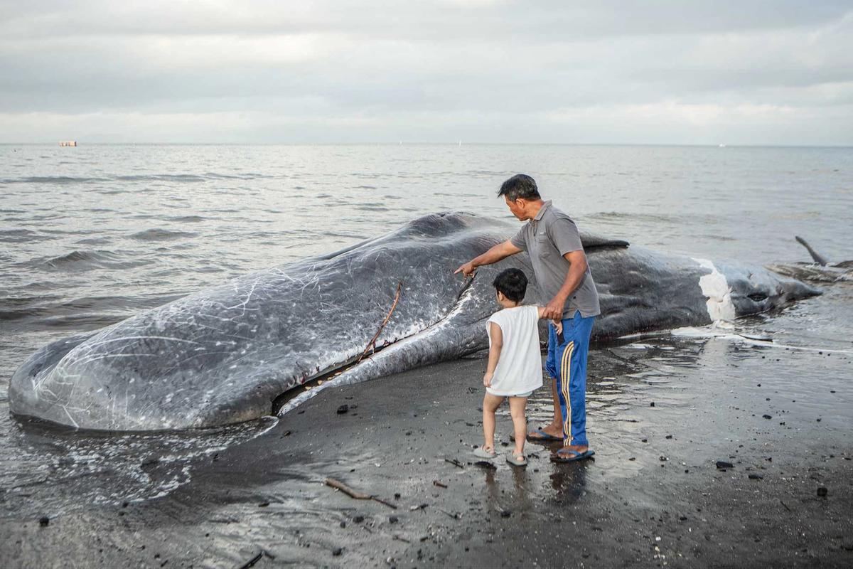 FOTO: Paus Sperma Terdampar Mati di Pantai Melaya Jembrana