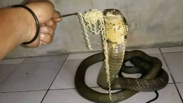 10 Potret Nyeleneh Saat Beri Makan Hewan Ini Bikin Tepuk Jidat