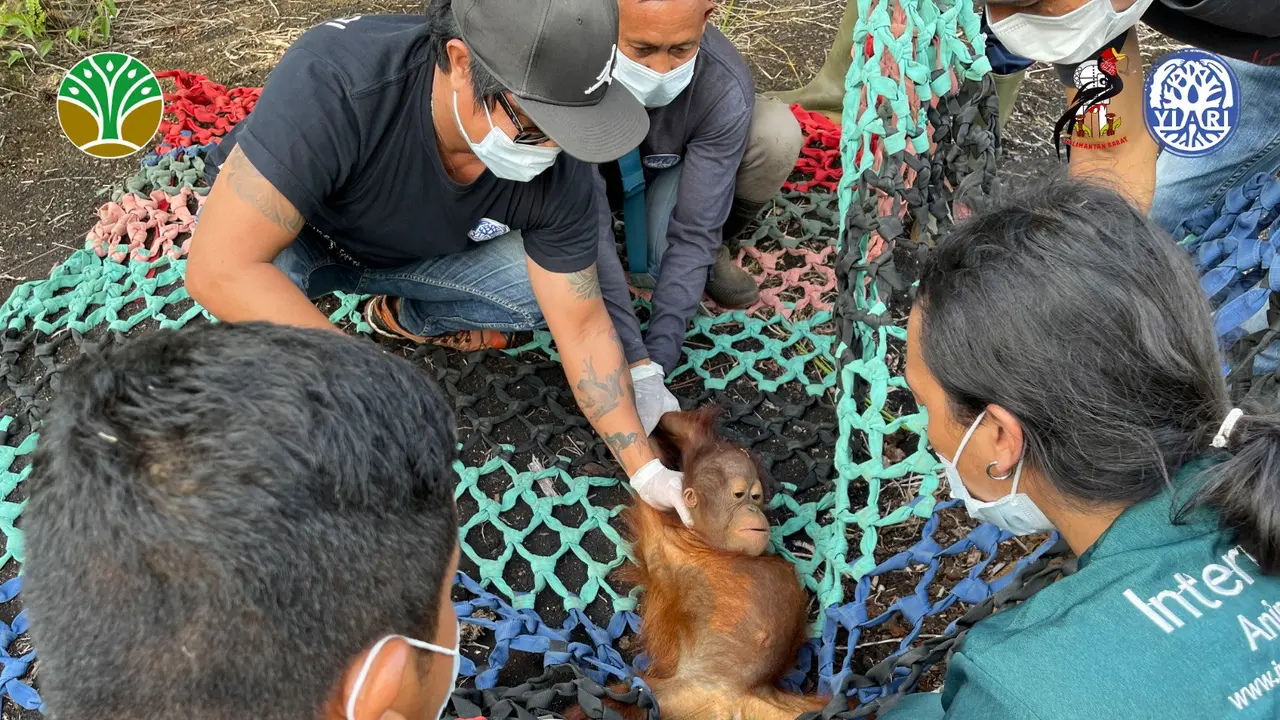 bayi orangutan kalimantan