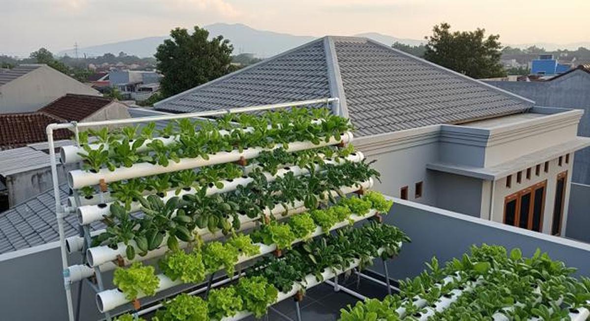 8 Kebun Hidroponik di Atap Rumah Biar Lahan Sempit Tetap Produktif, Panen Sayur Tanpa Lahan