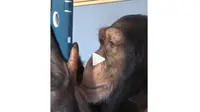 Sugriva, simpanse yang viral bisa bermain Instagram (Sumber: Instagram/@therealtarzann)