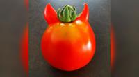 Tomat yang memiliki tanduk kecil. Foto: LuckyJAX / Reddit