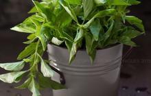 Resep Buat Rebusan Daun Kemangi yang Aromatik untuk Turunkan Asam Lambung